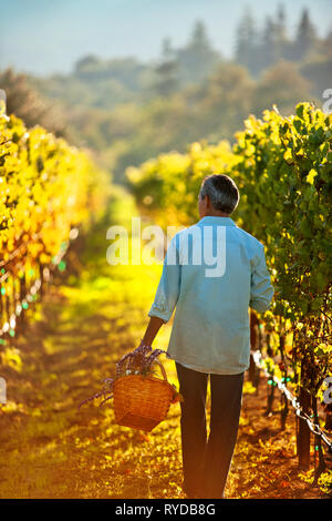 Reifen Mann, der Korb mit Blumen durch den Weinberg. Stockfoto