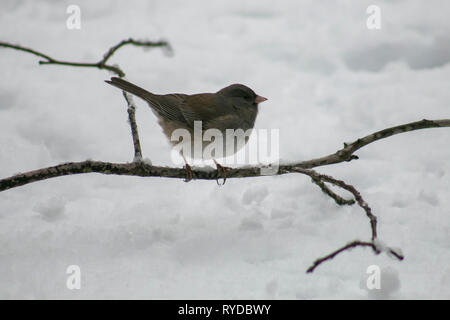 Dark-eye Junco sitzen auf einem schneebedeckten Zweig. Stockfoto