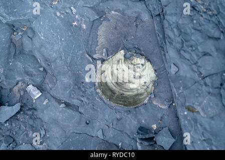 Fossilien ausgesetzt auf Maple Ledge Dolomit Betten bei Kimmeridge Bucht in Dorset UK Stockfoto