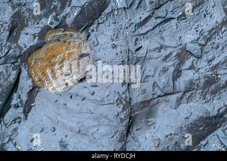 Fossilien ausgesetzt auf Maple Ledge Dolomit Betten bei Kimmeridge Bucht in Dorset UK Stockfoto