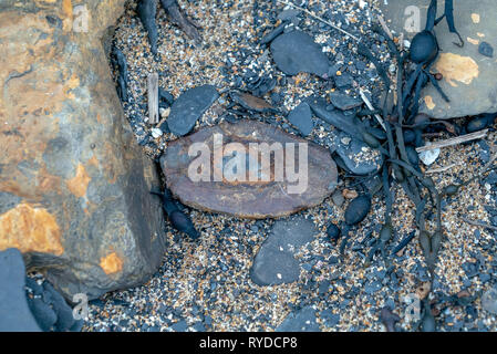 Fossilien ausgesetzt auf Maple Ledge Dolomit Betten bei Kimmeridge Bucht in Dorset UK Stockfoto