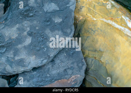 Fossilien ausgesetzt auf Maple Ledge Dolomit Betten bei Kimmeridge Bucht in Dorset UK Stockfoto