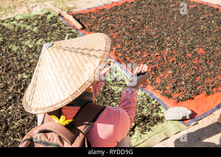 Horizontale Bild der traditionellen burmesischen Frau mit trockenen Tee während Trekking zum Inle See in Myanmar Stockfoto