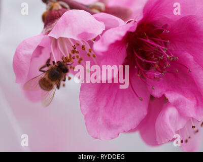 Nahaufnahme einer Biene pollenating rosa und Magenta Peach tree Blumen im Frühling Stockfoto