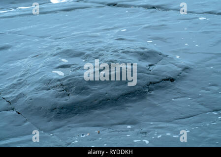 Versteinerte Baumstumpf ausgesetzt auf Maple Ledge Dolomit Betten bei Kimmeridge Bucht in Dorset UK Stockfoto