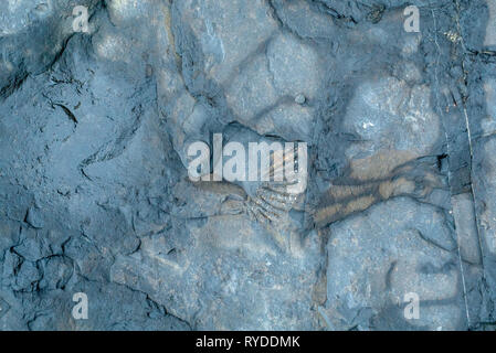 Fossilien ausgesetzt auf Maple Ledge Dolomit Betten bei Kimmeridge Bucht in Dorset UK Stockfoto