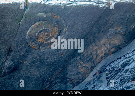 Fossilien ausgesetzt auf Maple Ledge Dolomit Betten bei Kimmeridge Bucht in Dorset UK Stockfoto