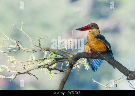 Der Storch-billed Kingfisher, ist ein Baum Kingfisher ist aber dünn in den tropischen Indischen Subkontinent und Südostasien verbreitet, her Stockfoto