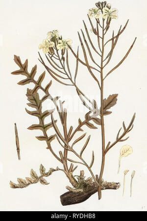 Brassica Cheiranthus hoch Wallflower-Cabbage Stockfoto