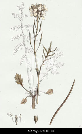 Brassica Eu-Monensis Zwerg Wallflower-Cabbage Stockfoto