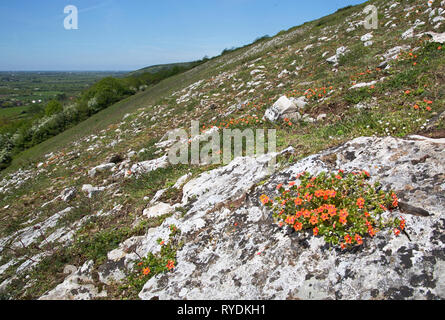 Kleine rote Blumen von scarlet pimpernel Anagallis arvensis in einer Nische in Karbon Kalkstein an Crook Höhepunkt in den Mendip Hills Somerset UK wachsende Stockfoto