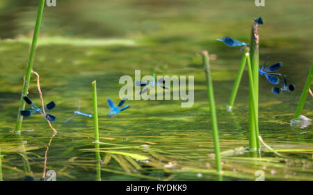 Linie der Gebänderten demoiselle Calopteryx splendens Sparring für Prime Sitzstangen auf Reed stammt auf dem Fluss Lee, Essex, Großbritannien Stockfoto