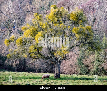 Baum im Winter in hemiparasitic Europäischen Mistel Viscum album behängt, so erscheinen in vollem Blatt - Slad tal Gloucestershire Cotswolds UK Stockfoto