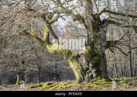 Märchenwald alte Buche - Alter knorriger märchenhafter Winter Hutebaum Halloh Kellerwald alte Buchen... alter Wald. Stockfoto