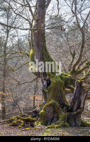 Märchenwald alte Buche - Alter knorriger märchenhafter Winter Hutebaum Halloh Kellerwald alte Buchen... alter Wald. Stockfoto