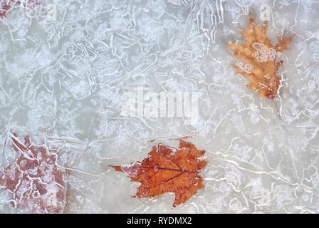 Blätter im Herbst in Eis mit Blasen, die in der Nähe der Oberfläche ausgesetzt. Linien und Formen erzeugen von Mustern auf der Oberseite des gefrorenen Wassers. Stockfoto