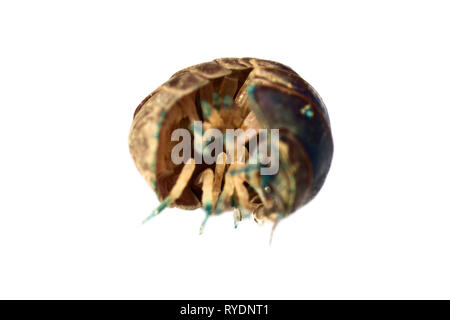 Die üblichen sow Bug (Holz Laus) Schön in ultra close-up, in weißen Hintergrund. Alle Stufen der Falten in eine Kugel, die Bewohner des Waldes floo Stockfoto