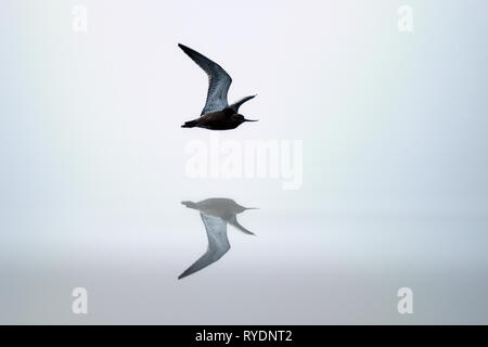 Die so genannte Flug über dem Bildschirm, die der Vogel, um Energie zu sparen, ermöglicht. Die Pacific godwit (Limosa lapponica) fliegt über den Spiegel der ruhigen Wasser Stockfoto