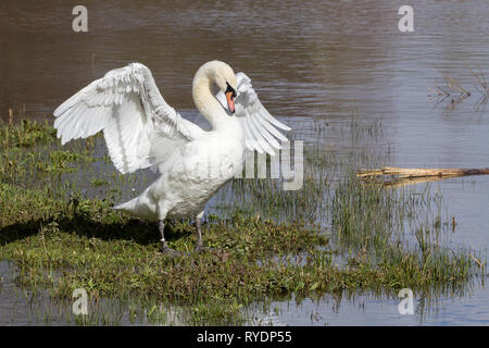 Swan Mute (Cygnus olor) Stretching seine Flügel am Wasser. Brust, Hals und Kopf unten Körperhaltung. Großer weißer Flügel und Körper und ein Orange Rechnung Stockfoto