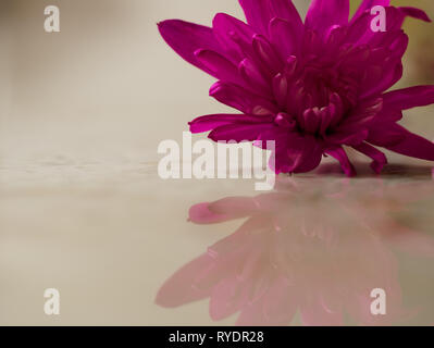 Ein einziges helles Magenta chrysanthemum Flower und seine Reflexion über eine glatte Oberfläche Stockfoto