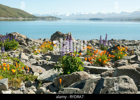 Die atemberaubende Pale Blue Lake Tekapo, Neuseeland, mit Schnee bedeckte Berge im Hintergrund; farbige Lupinen und Kalifornischer Mohn im Vordergrund. Stockfoto