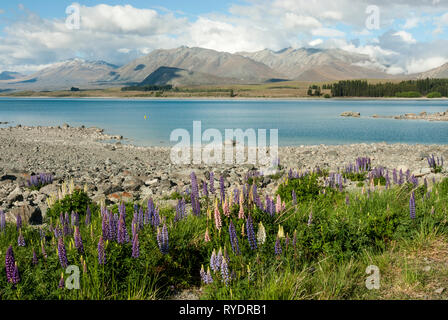 Die atemberaubende Pale Blue Lake Tekapo, Neuseeland, mit Bergen im Hintergrund und bunten Lupinen im Vordergrund. Sonnigen Tag, flauschige Wolken. Stockfoto
