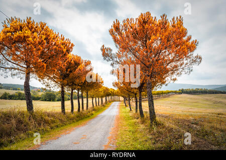 Val D'Orcia Landschaft in der Toskana, Italien, mit sanften Hügeln und Schmutz Schotterstraße in Bauernhof idyllische Landschaft malerischen Herbst orange leuchtend rote Foli Stockfoto