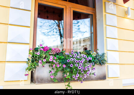 Nahaufnahme des Fenster geschlossen Farbe gelb und rosa Lila Blume Warenkorb Dekorationen auf sonnigen Sommertag Architektur in Kiew, Ukraine Stockfoto