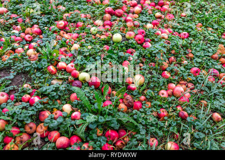 Apple Orchard mit Nahaufnahme des viele Gefallene rote Früchte im Garten im Herbst Herbst oder Sommer Bauernhof auf dem Land in der Ukraine am Boden mit pink lady lebendige Co Stockfoto