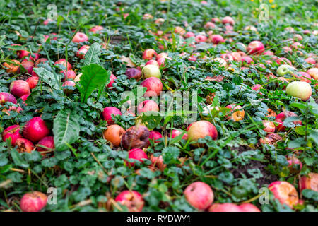 Apple Orchard mit Nahaufnahme des Viele gefallene Rosa rote Früchte im Garten im Herbst Herbst oder Sommer Bauernhof auf dem Land in der Ukraine am Boden mit leuchtenden Farben. Stockfoto