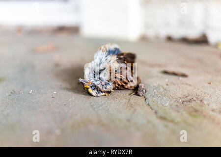 Makro Nahaufnahme von einem traurigen white-throated Spatz Vogel tot Küken in Virginia Grafik Tod mit offenen Augen und Schnabel Kopf Stockfoto