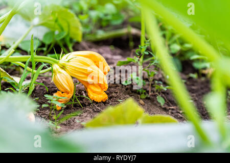 Nahaufnahme der grosse orange gelb bunte Zucchiniblüten mit Gemüse Obst wächst auf Pflanzen im Garten durch Blätter auf dem Boden Stockfoto