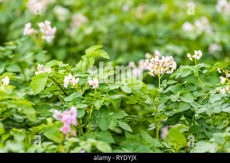 Nahaufnahme der Blüte lila Kartoffel rosa Blüten im Sommer Bauernhof Landschaft Feld in der Ukraine mit bokeh Hintergrund der grünen Blätter Stockfoto