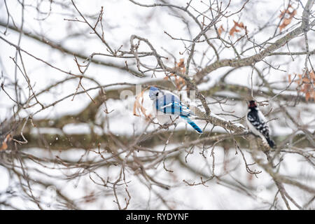 Nahaufnahme von zwei Vögel thront zusammen mit Blue Jay, Cyanocitta cristata und downy oder Hairy Specht sitzen auf Eiche Baum im Winter schnee Stockfoto