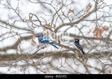 Nahaufnahme von zwei Vögeln Freunde zusammen gehockt mit Blue Jay, Cyanocitta cristata und downy oder Hairy Specht sitzen auf Eiche im Winter in V Stockfoto