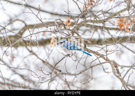 Nahaufnahme von bird Blue Jay, Cyanocitta cristata, thront auf Eiche im Winter Schnee in Virginia Stockfoto