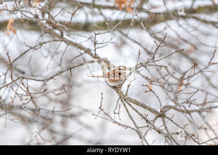 Eine white-throated Spatz Vogel thront auf Eiche Niederlassung in Virginia Winter mit Schnee und gelbe Farbe auf Krone Stockfoto