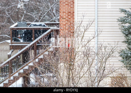 Eine lebendige Farben männlich roten Northern cardinal, Cardinalis, Vogel auf Ast im Winter Schnee in Virginia in der Nähe von House und backya gehockt Stockfoto