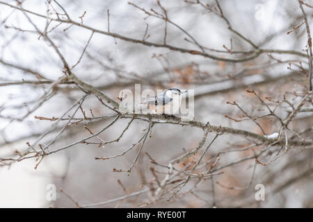 Eine white-breasted Kleiber Vogel auf Ast im Winter Schneeflocken Schnee Eiche in Virginia Weiß Hintergrund Herbst Winter oder im Frühling Stockfoto