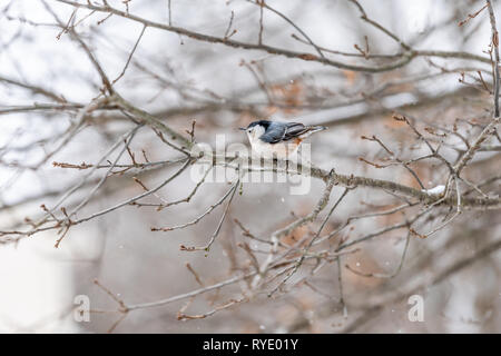 Eine white-breasted Kleiber Vogel ruffling Federn auf Ast im Winter Schneeflocken Schnee Eiche in Virginia weiß hintergrund herbst w Stockfoto