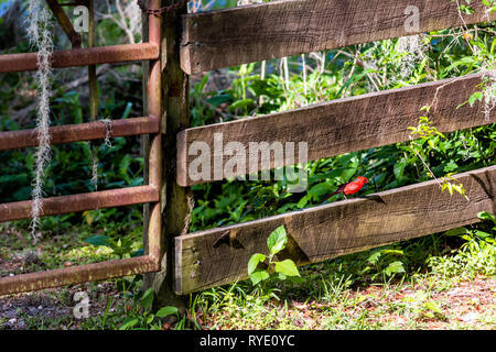 Kleine leuchtend rote Männchen kardinal Vogel in Gainesville, USA Paynes Prairie Preserve State Park in Florida mit hölzernen Zaun Koppel stabil Stockfoto