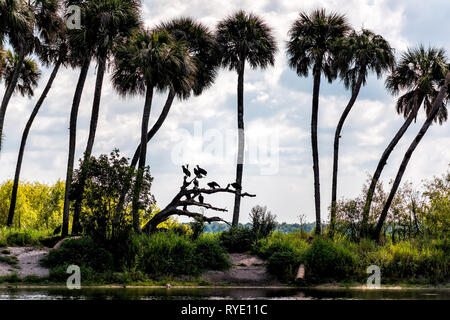 Viele Vögel Geier thront Silhouette in der Nähe von Palmen und tiefes Loch berühmte Alligator See Teich in der Myakka River State Park in Sarasota, Florida Stockfoto