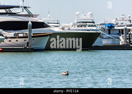 Sarasota, USA pelican Schwimmen in Florida City während der sonnigen Tag auf Bucht mit Bayfront Yachthafen und viele Boote Schiffe chartern Stockfoto