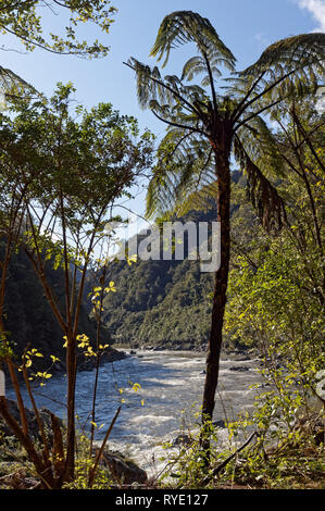 Mokihinui Fluss gesehen von der South Bank durch Native Bush, Neuseeland.