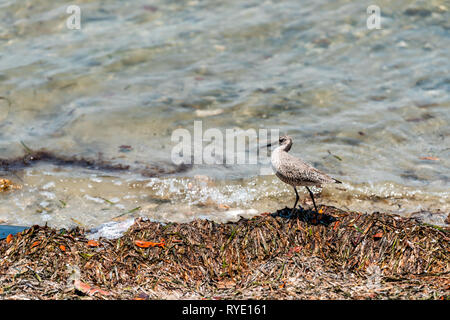 Sanibel Island in Florida Bay in der Nähe von Meer Strand Küste mit Nahaufnahme des willet Vogel zu Fuß durch Wasser Stockfoto