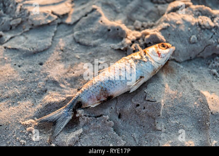 Nahaufnahme von einem toten Fisch gewaschen an Land während des Sonnenuntergangs auf Sand Red Tide Algen Blüte giftig in Naples Beach in Florida Golf von Mexiko Stockfoto