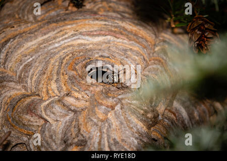 Bald-Faced Hornet in einem Nest Stockfoto