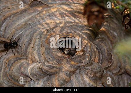 Zwei Bald-Faced Hornissen in einem Nest Stockfoto