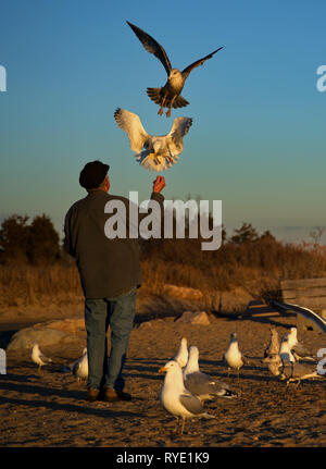 Madison, CT USA. Feb 2019. Ein älterer Mann macht einen regelmäßigen Besuch dieser Neu-england Strand seine Freunde Möwe im Flug zu füttern. Stockfoto