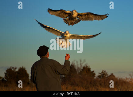 Madison, CT USA. Feb 2019. Ein älterer Mann macht einen regelmäßigen Besuch dieser Neu-england Strand seine Freunde Möwe im Flug zu füttern. Stockfoto
